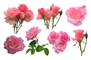 Pink isolated roses set with leaves delicate flower branch on the white background, cutout object for decor, design, invitations, cards, soft focus and clipping path