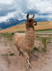 LLama standing in the nature of Peru in the Maras region near Cusco with snowy mountains in the background