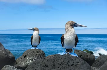 Foto op Canvas Blue footed boobies on Galapagos Island St. Cristobal sitting on the shore looking in opposite directions © Jonas