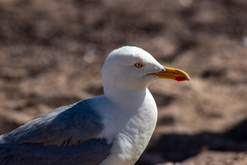 Seagull head closeup