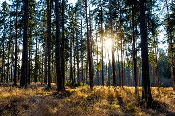 Sunny forest with pine and spruce tree.