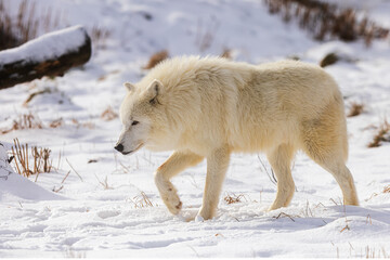 male Arctic wolf (Canis lupus arctos) walking through the snow in search of food