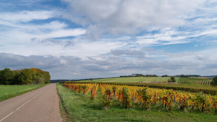 Vignoble de Bourgogne "Hautes-Côtes de Nuits", Marey-Lès-Fussey, France 