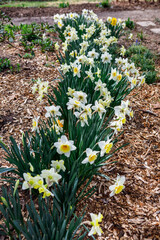 Border of yellow and white daffodils blooming in spring in a home garden