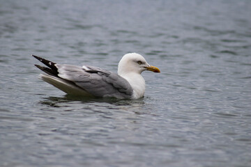 Fototapeta na wymiar Seagull on the sea