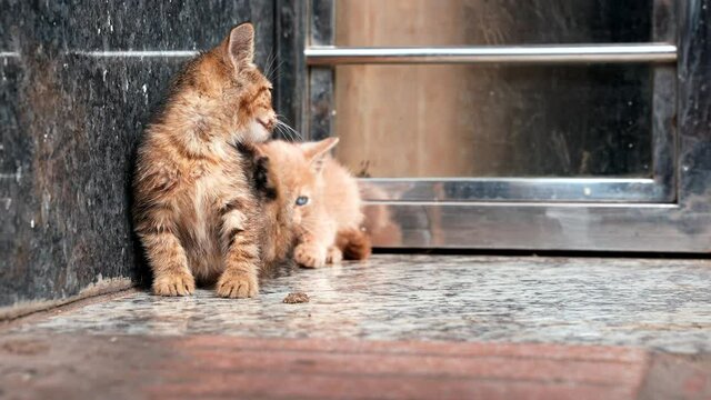 Cute kittens playing and looking for something curiously on flooring in front of fence railing
