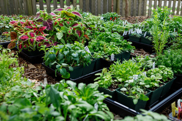Trays of plant and flower seedlings started indoors outside in the process of hardening off in spring in a home garden. Collection includes a variety of annuals and perennials vegetables and flowers