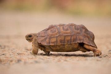 Tortoise