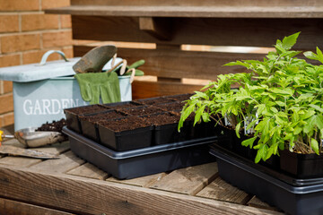Transplanting densely planted tomato plant seedlings to larger pots, also known as potting up, on an outdoor potting bench in spring in a home garden - 482081632