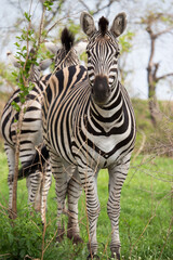 Fototapeta na wymiar Zebra in Kruger nationalpark