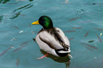 Obraz premium Photo of a drake swimming in a pond with fish