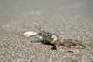 Pequeño cangrejo en la playa
