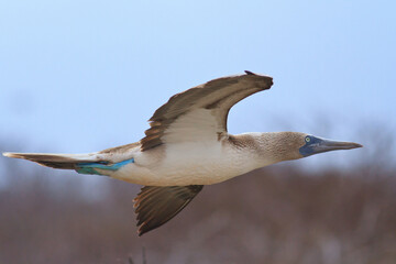 Blue Footed booby Sula nebouxii Galapagos
