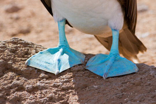 Blue Footed Booby Sula Nebouxii Images – Browse 5,120 Stock Photos