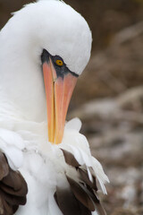 Nazca booby Sula granti Galapagos