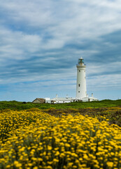 Seal Point Lighthouse at Cape St Francis South Africa