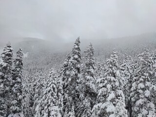 kar ılgaz türkiye yıldıztepe teleferik tree ağaç çam snow winter pine tree