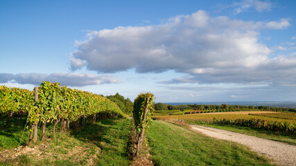Fototapeta na wymiar Vignoble de Bourgogne 