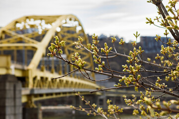 Tree buds opening in spring in front of the Fort Pitt Bridge crossing the Monongehela River in...