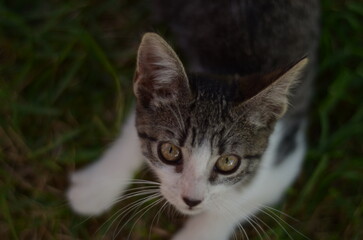 A kitten's watchful eyes