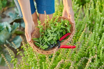 Close-up crop of spicy fragrant herbs basil in basket in hands of woman