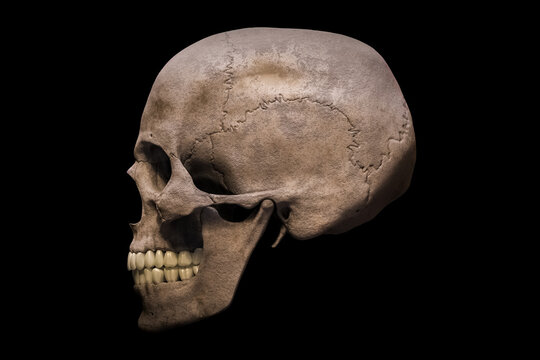 Homo sapiens male skull anatomically accurate profile or lateral view isolated on black background 3D rendering illustration. Human anatomy, medicine, biology, science concept.