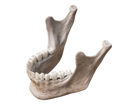 Human mandible or jaw bone with teeth in three-quarter superior profile view anatomically accurate isolated on white background 3D rendering illustration. Anatomy, medicine, biology, science concept.