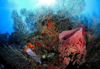 Sponges and sea fans, Roatan, Bay Islands, Honduras