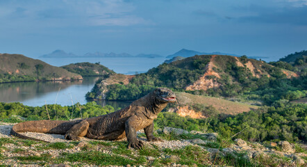 Komodo dragon, portrait with landscape view. Komodo dragon is the biggest living lizard in the...