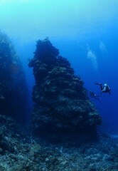 Scuba divers visit coral pinacle, Roatan, Bay Islands, Honduras