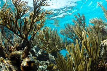 Shallow soft corals, Roatan, Bay Islands, Honduras