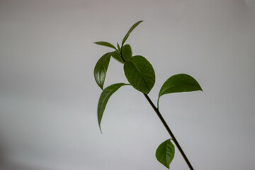 green leaves on a wall