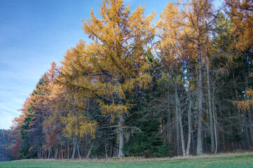 Fototapeta premium In yellow, the needles of the larch glow in the evening sun and give the forest a colorful dress. In Germany, the larch is the only conifer that loses its needles in the fall.