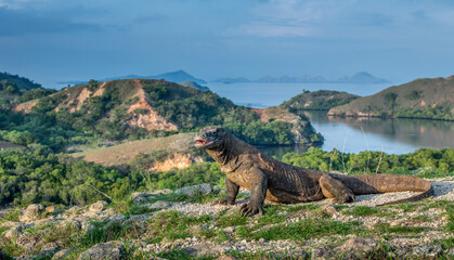 Komodo dragon, portrait with landscape view. Komodo dragon is the biggest living lizard in the...