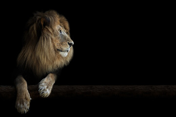 Naklejka na ściany i meble Portrait of a beautiful lion and copy space. Lion in dark 