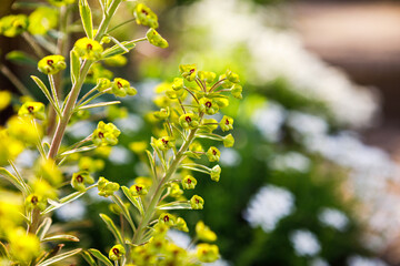 Obraz na płótnie Canvas Drought tolerant Euphorbia 'Tiny Tim', also know as spurge, blooming in a home garden in spring above a carpet of white candytuft