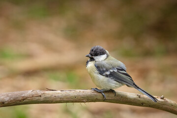 Jeune mésange charbonnière posée sur une branche avec de l'espace libre