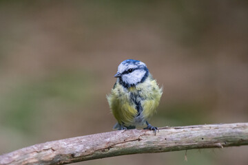 Mésange bleue posée - Bluetit passereau