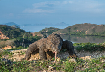 Fototapeta premium Komodo dragon with the forked tongue sniff air. front view. Scientific name: Varanus komodoensis. Wild nature. Natural habitat. Rinca island. Indonesia