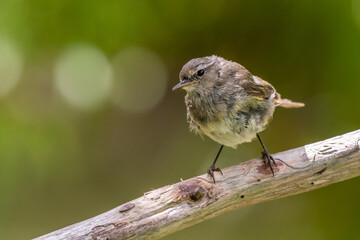 Pouillot véloce dans la nature 