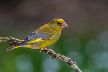 Fototapeta premium Oiseau Verdier posé d'europe sur branchages 