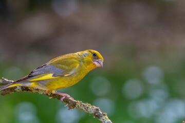 Oiseau Verdier posé d'europe sur branchages 
