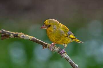 Oiseau Verdier posé d'europe sur branchages 