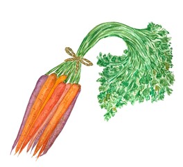 Bunch of carrots, watercolor illustration