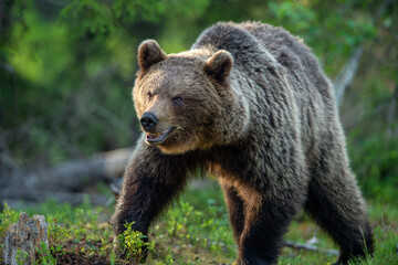 Fototapeta na wymiar Brown bear walking in the summer forest. Scientific name: Ursus arctos. Wild nature. Natural habitat.