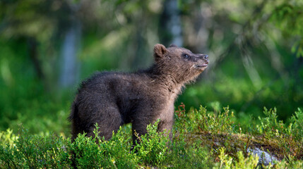 Little bear cub in summer forest. Brown bear, scientific name: Ursus Arctos. Wild nature. Natural habitat.