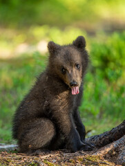 Brown bear cub with open mouth and stuck out its tongue.   Closeup portrait. Scientific name: Ursus Arctos. Summer forest. Wild nature. Natural habitat.