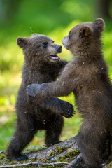Brown bear cubs playfully fighting in summer forest. Scientific name: Ursus Arctos Arctos.Wild nature,  Natural habitat.