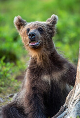 Brown bear cub with open mouth. Closeup, front view. Scientific name: Ursus Arctos. Summer forest.  Wild nature. Natural habitat.