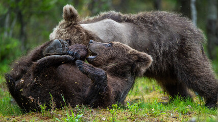 Brown bear cubs playfully fighting in summer forest. Scientific name: Ursus Arctos Arctos.Wild nature,  Natural habitat.